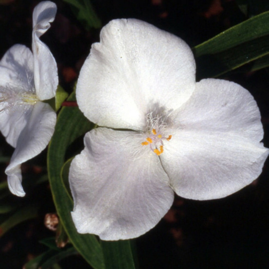 Éphémère de virginie innocence lot de 9 godets