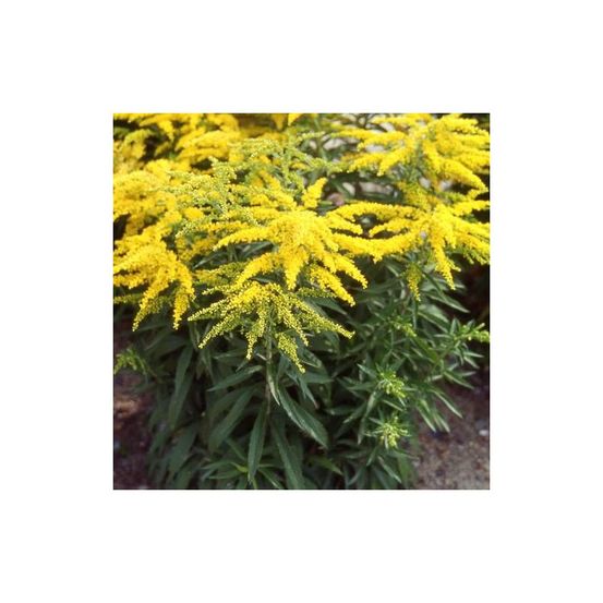 Verge d'or strahlenkrone, solidago godet - 5/20 cm