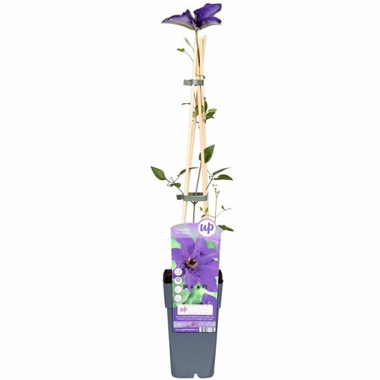 Clematis the president - clematis pourpre - h65 cm - ø15 cm