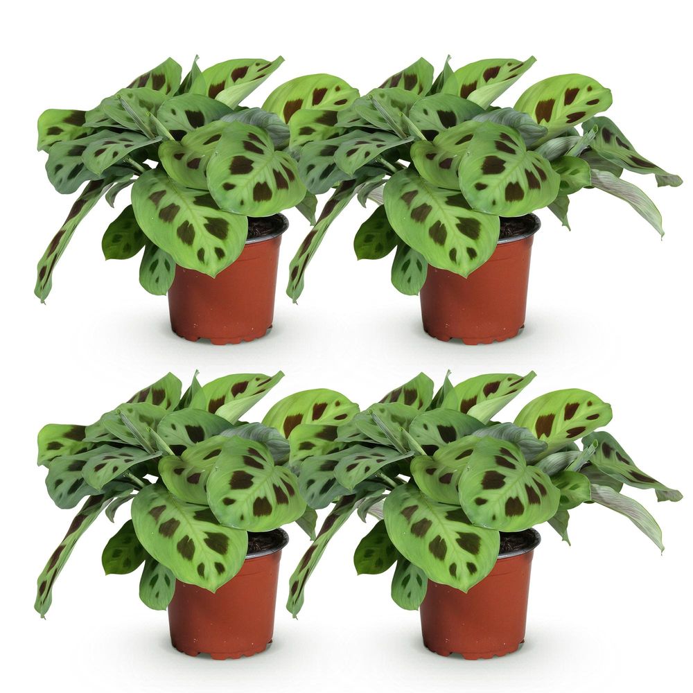 Maranta fascinator kerchoveana - plante de prière - pot de 12cm - hauteur 30-35cm
