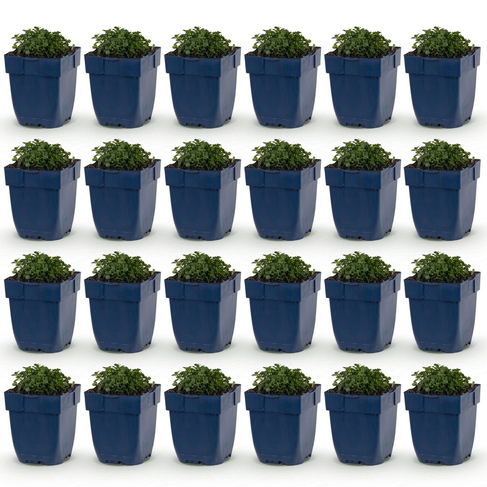 Campanule - lot de 24 - pot 11 cm - hauteur 25 cm