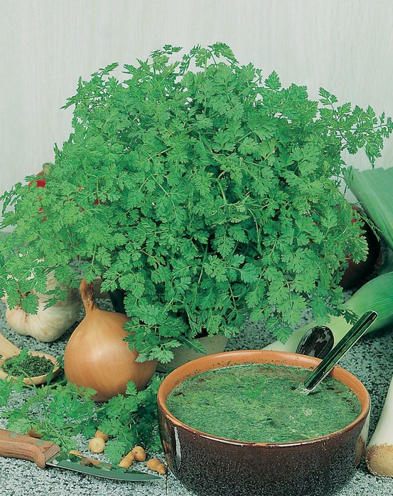 Cerfeuil d'hiver - 10 g