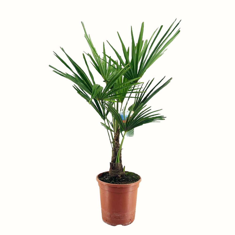 Palmier de chine - trachycarpus fortunei - 100cm