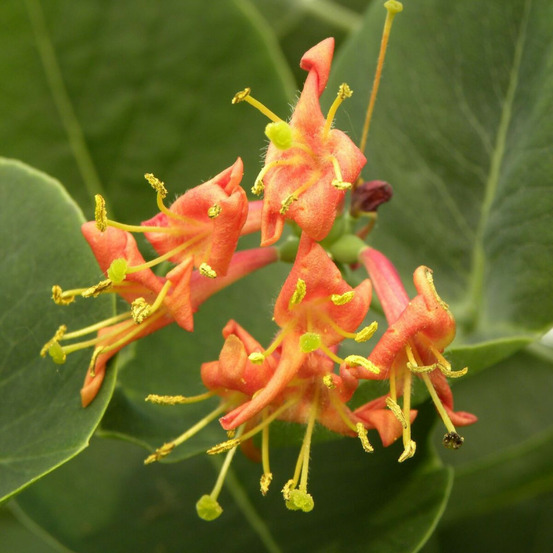 Chèvrefeuille firecracker® pot de 1,5l - tuteur bambou 30/60 cm