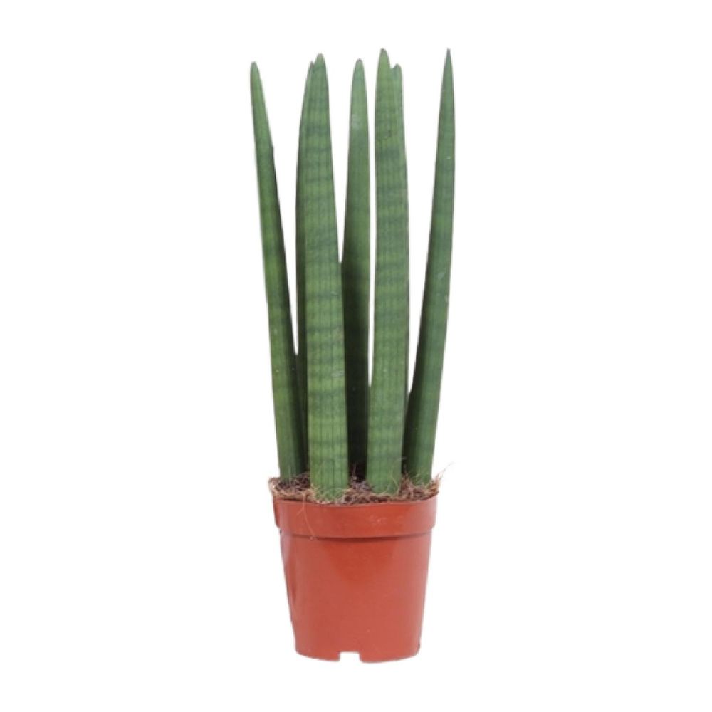 Sansevieria straight - ø12cm - ↕40cm - plantes d'intérieur