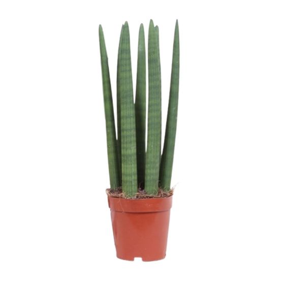 Sansevieria straight - ø12cm - ↕40cm - plantes d'intérieur