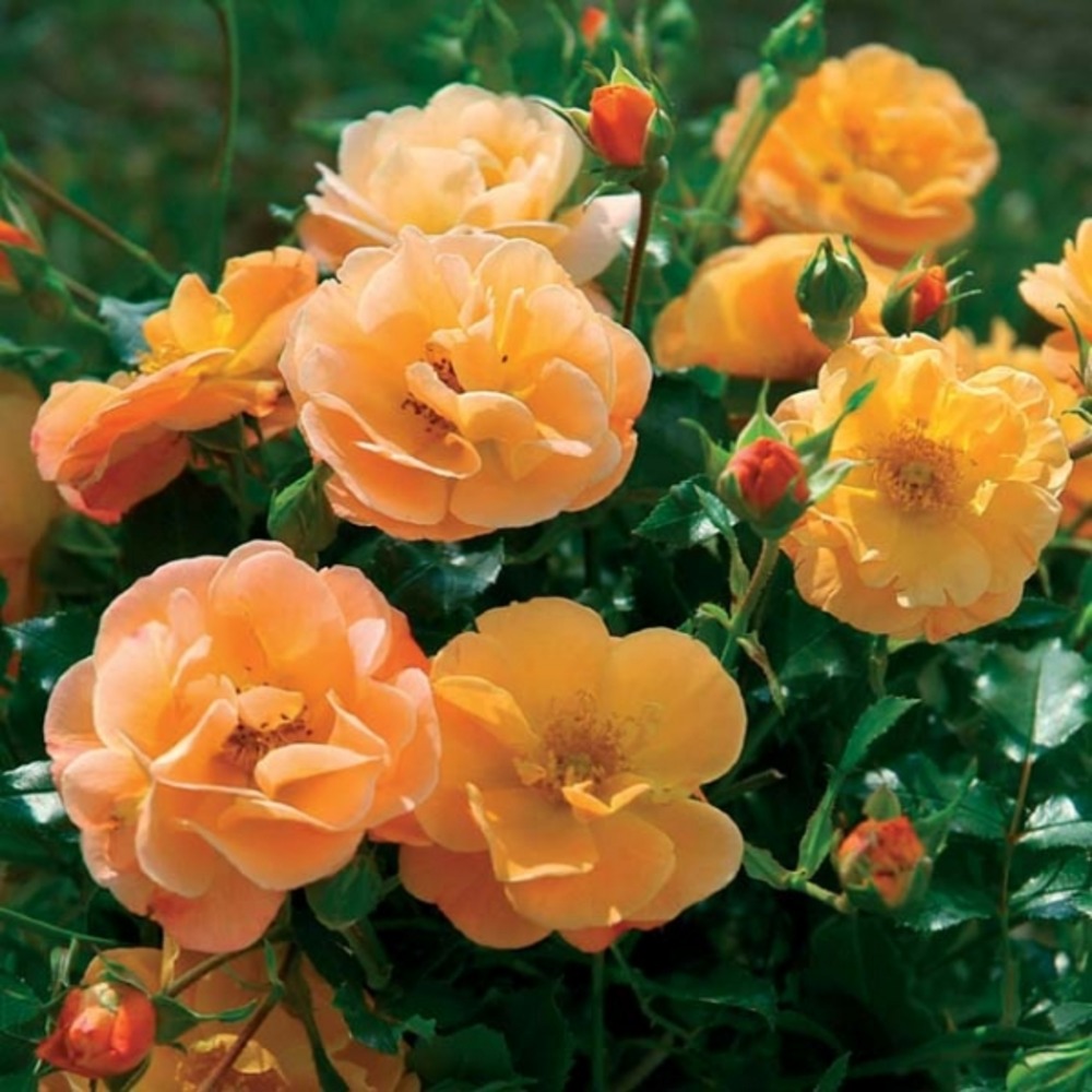 Rosier decorosiers® 'calizia'® pot de 2l/3l