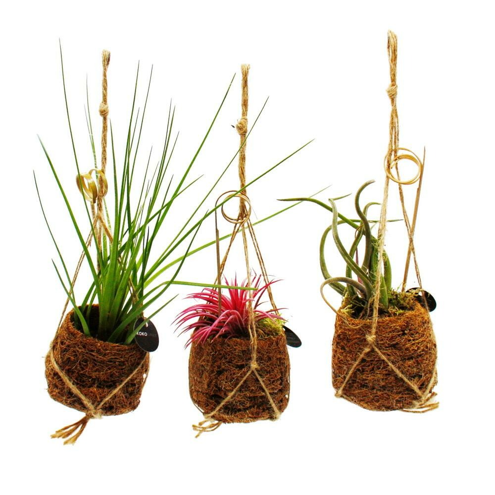 Kokodama - set de 3 tillandsias différents en petits pots kokodama - suspendus - oeillets d'air