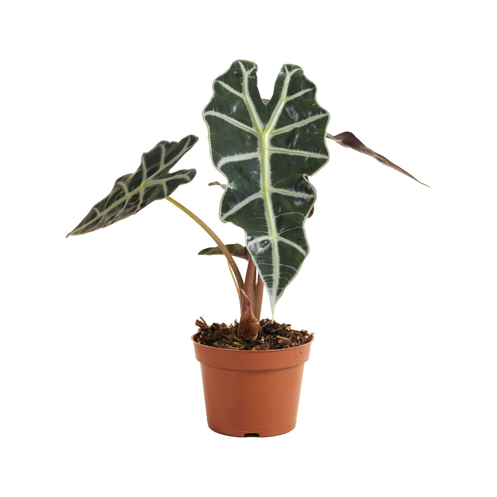 Alocasia ‘polly’ - plante squelette - 30-40 cm - pot 12 cm