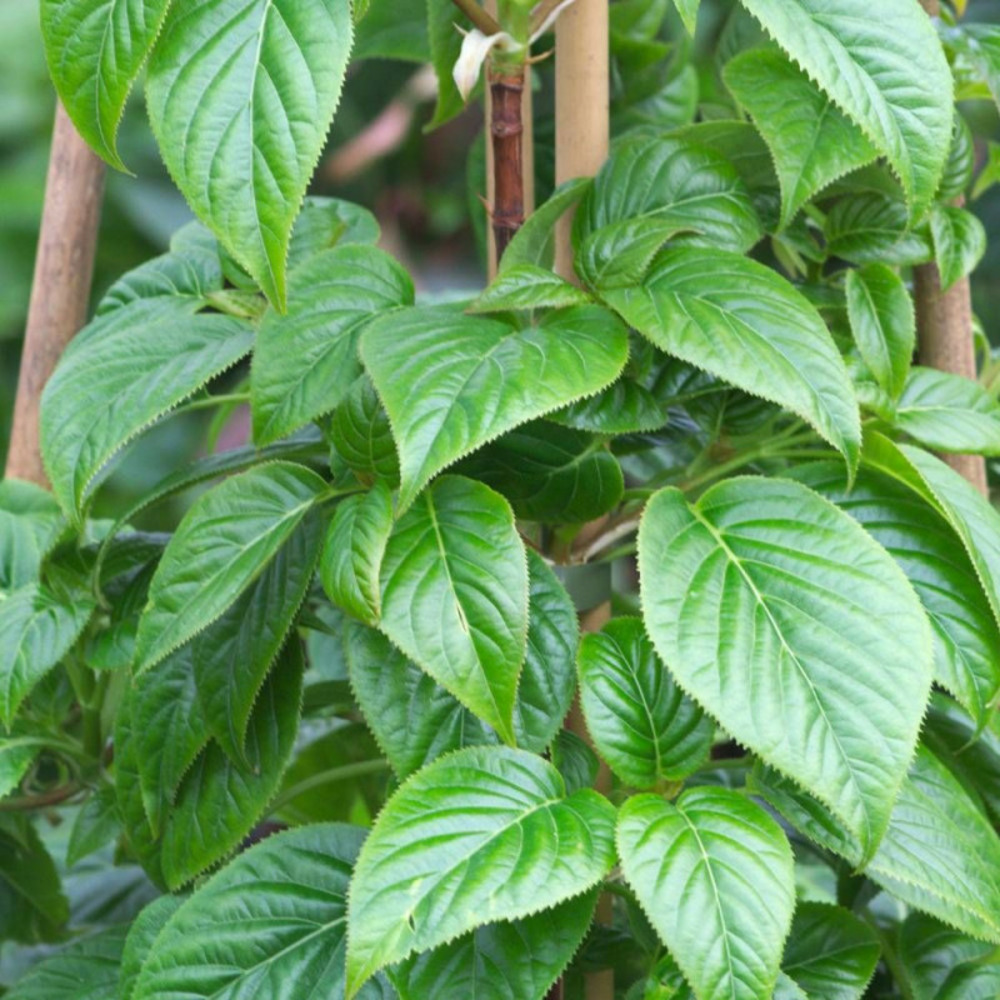 Hortensia grimpant crug coral pot de 3l - echelle bambou 60/120 cm