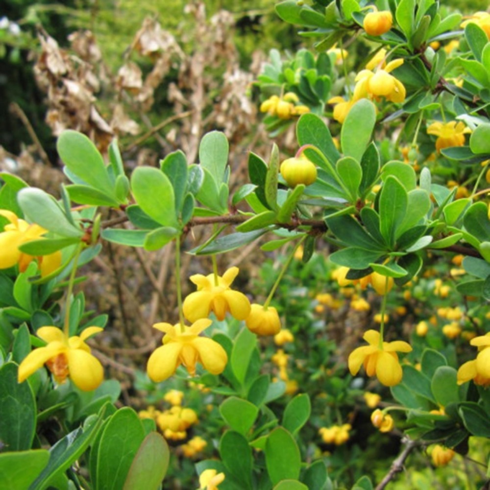 Berberis buxifolia 'nana' pot de 3l/4l