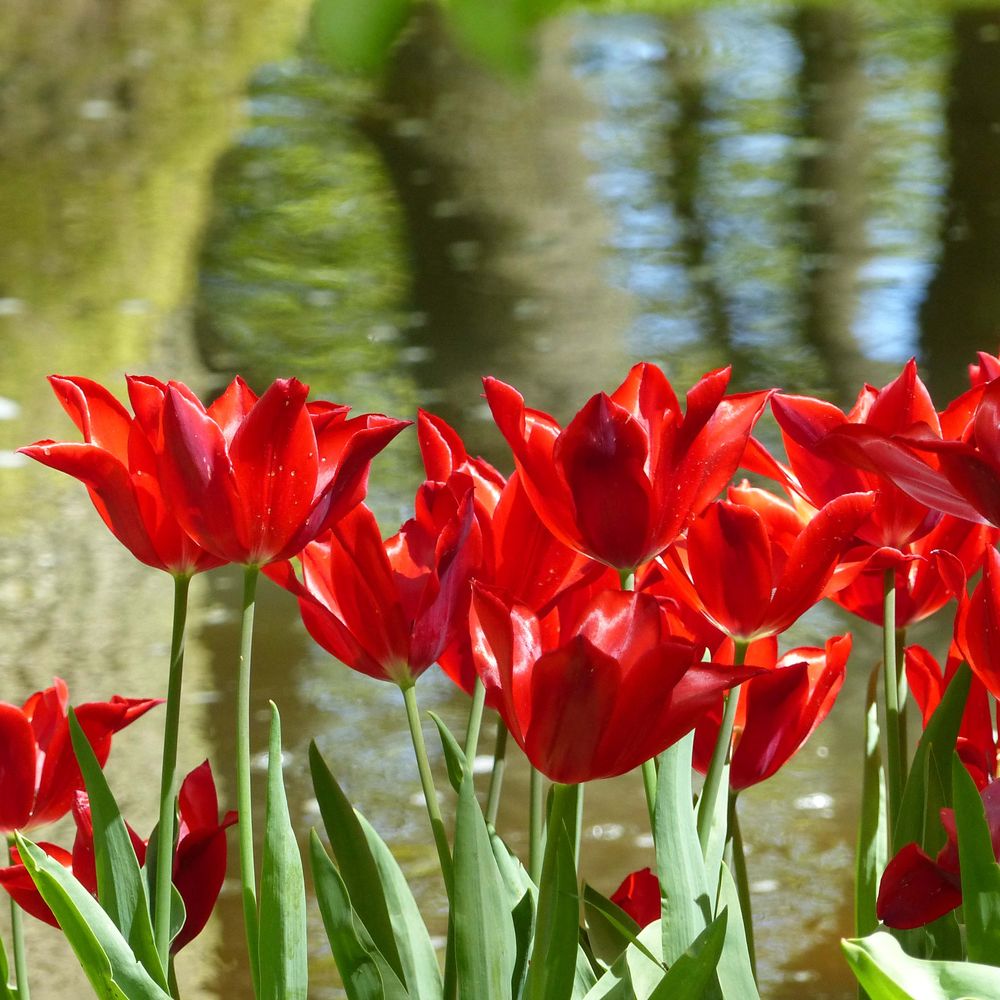 Tulipe 'red shine' bulbe calibre 12+ (par 10)