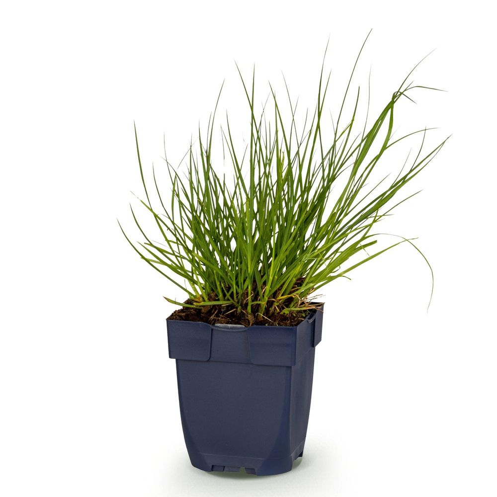 Panic érigé 'northwind' - pot 11 cm - hauteur 25 cm - plante d'extérieur