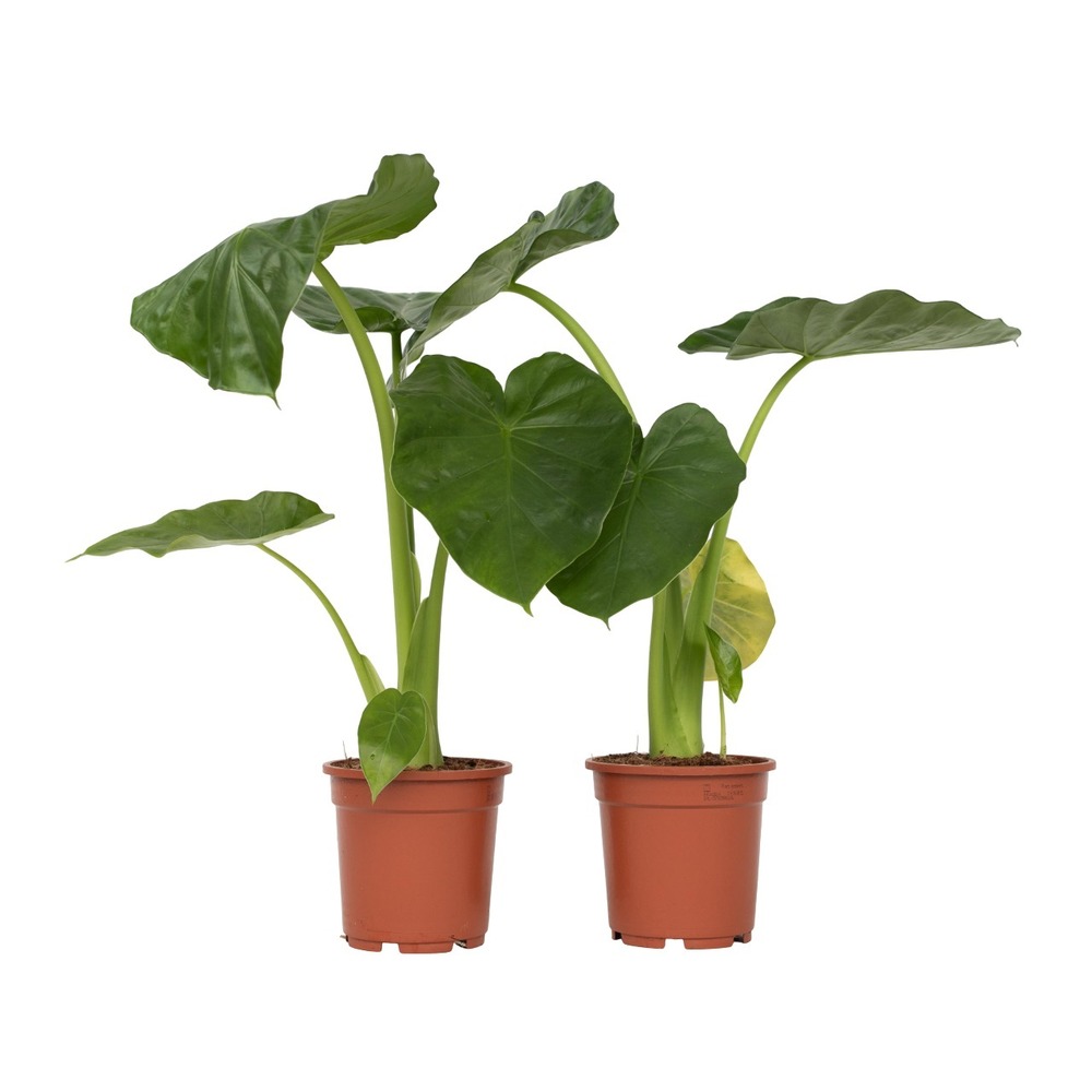 Plante à grandes feuilles - set de 2 - alocasia macrorrhizos - h60-70cm - ⌀17cm