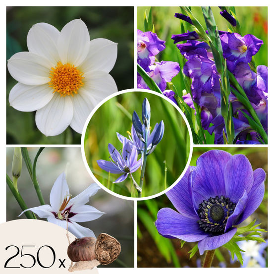Mélange de bulbes pour le jardin - set de 250 - bleu
