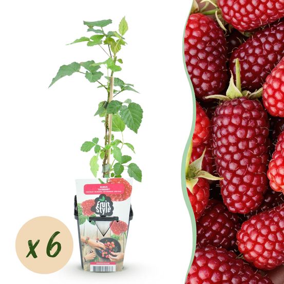 Mûre - lot de 6 - pot 9 cm - hauteur 35 cm - plante d'extérieur