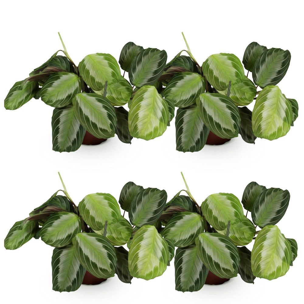 Maranta fascinator silverband - pet-friendly - pot de 12cm - hauteur 25-35cm