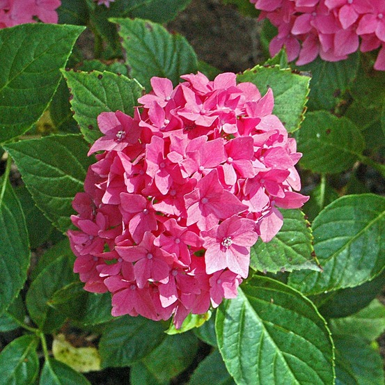 Hortensia 'pia' pot de 2l/3l