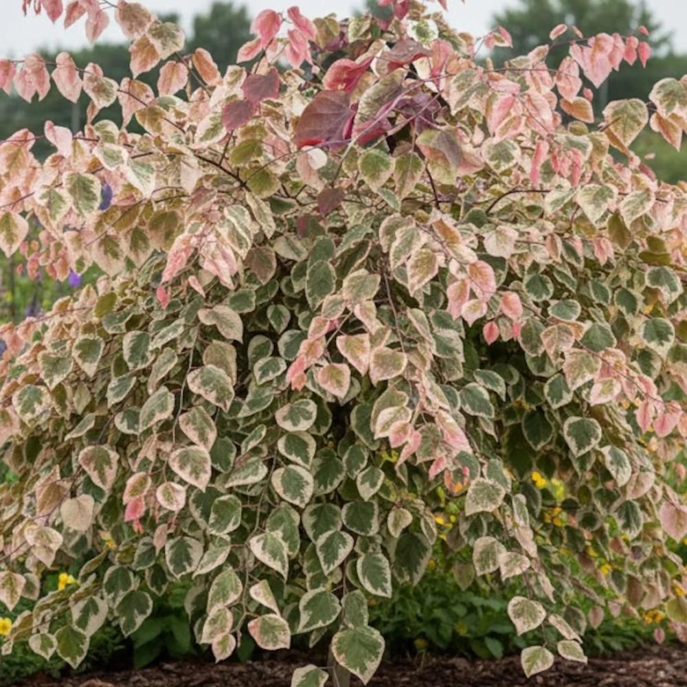 Cercis du canada carolina sweetheart® nccc1', arbre de judée, gainier du canada pot de 15l - baliveau