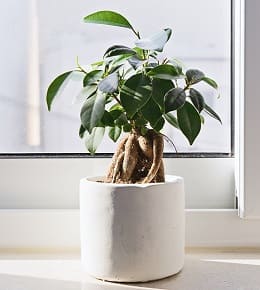bonsai ficus en pot