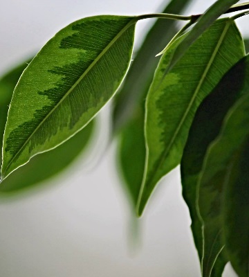 feuilles de ficus
