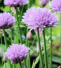 fleurs de ciboulette