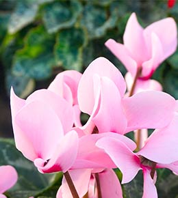 Cyclamen d'intérieur rose