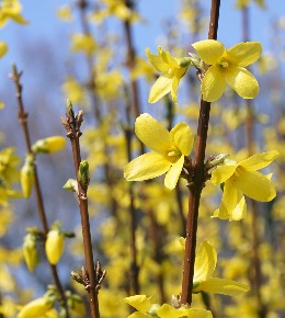 forsythia variete