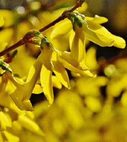 forsythia plante