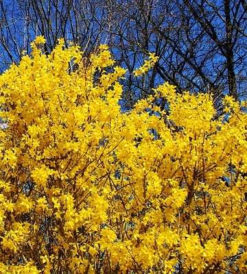 arbre forsythia