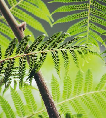 conseils de plantation des fougères