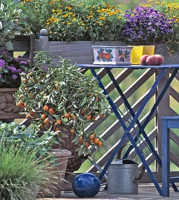 fruitiers nains balcon