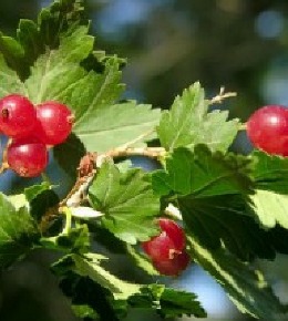 Fruitiers palissés  : variétés, plantation et taille