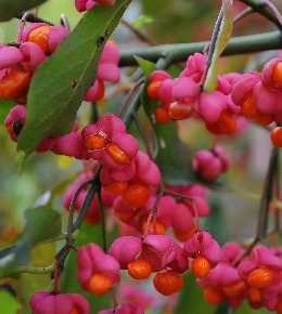 Fusain : plantation, entretien et taille