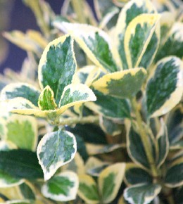 Fusain du Japon : plantation, entretien et taille