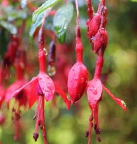 Fuchsia variétés et plantation