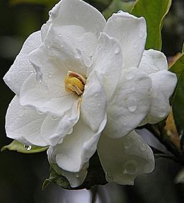 fleur gardenia
