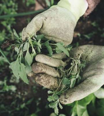 pratiques écologiques au jardin