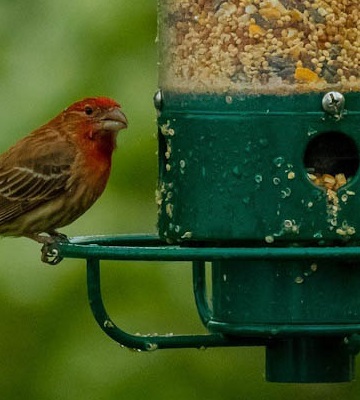 mangeoire pour oiseaux