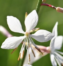 Gaura, entretien et variétés