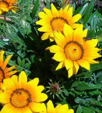 gazania