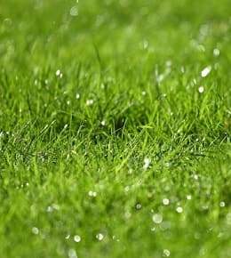 gazon vert rosée