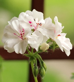 geranium blanc