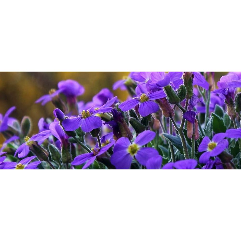 géranium fleurs
