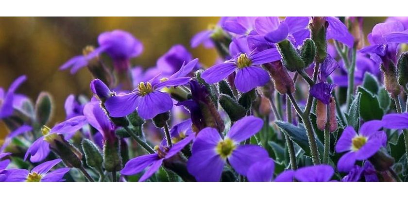 géranium fleurs