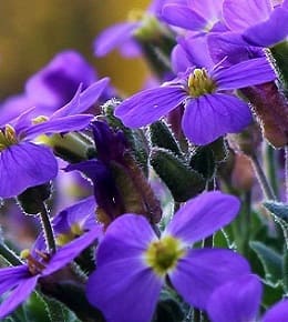géranium pelargonium