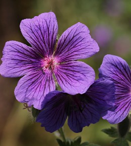 geranium plante