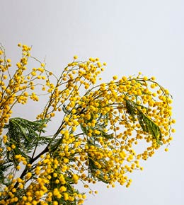 branche mimosa