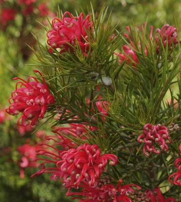 plantation grevillea nature rose