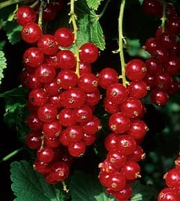 fruits groseillier